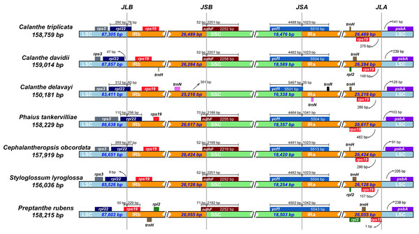 Comparison of the borders of LSC, SSC, and IR regions in seven Calanthe s.l. complete chloroplast genomes.