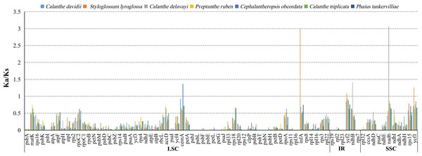 The Ka/Ks ratio of 76 protein-coding genes of seven Calanthe s.l. plastomes.