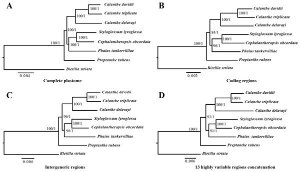 Phylognetic relationships of the seven Calanthe s.l. taxon constructed by four DNA data sets.