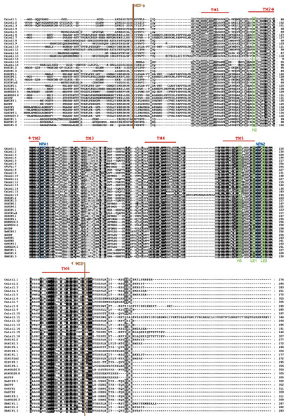 Protein sequence alignment of pepper CaLsi1 channels and their homologs.