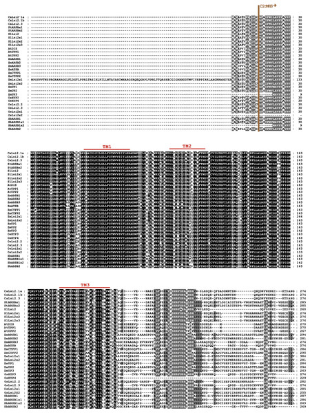 Protein sequence alignment of pepper CaLsi2 channels and their homologs Part I.