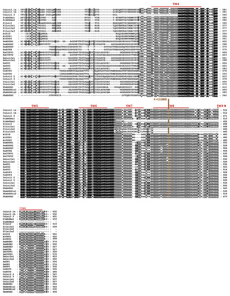 Protein sequence alignment of pepper CaLsi2 channels and their homologs Part II.
