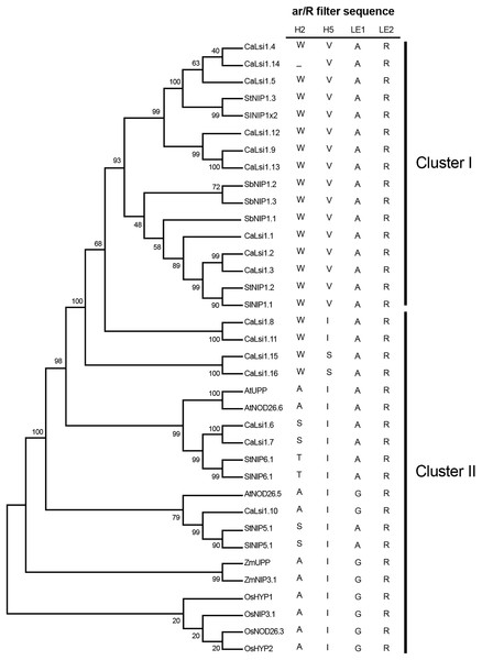 Phylogenetic analysis of the pepper (Capsicum annuum) CaLsi1 channels and their homologs.