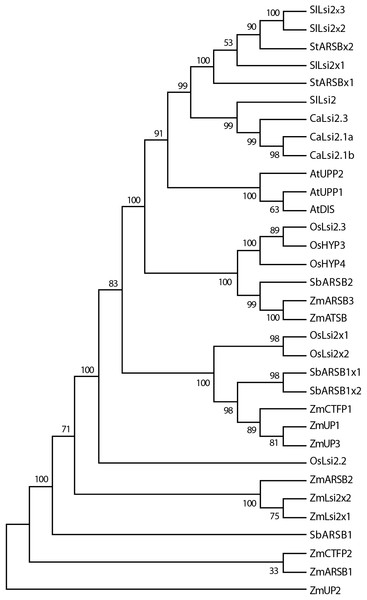 Phylogenetic tree of the pepper (Capsicum annuum) CaLsi2 channels and their homologs.