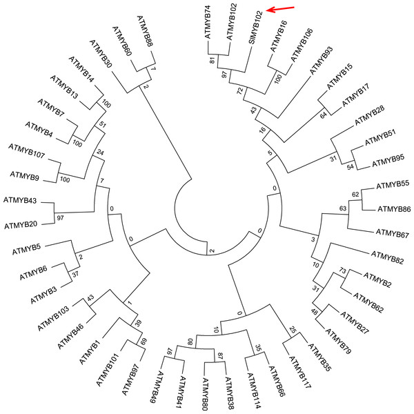 Phylogenetic tree analysis of SlMYB102 and members of the Arabidopsis MYB family.
