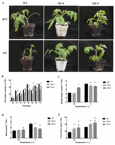 Cold tolerance-related trait assessment in WT and transgenic tomato plants.