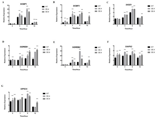 SlMYB102 overexpression alters the expression of cold-resistance genes.