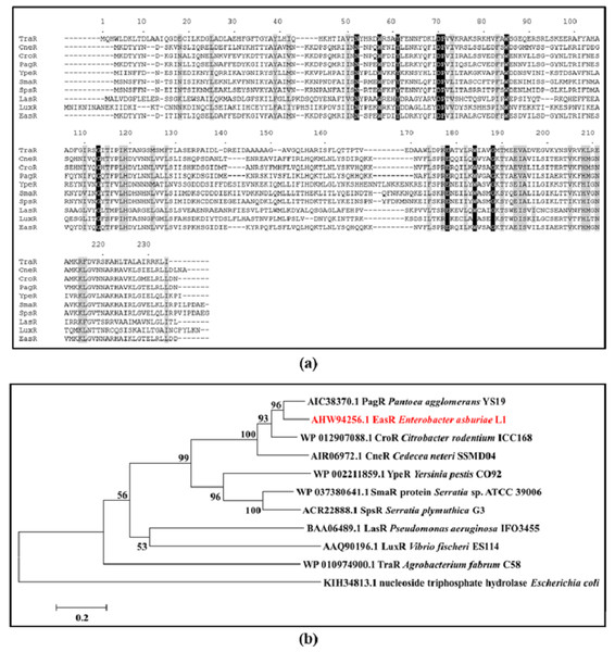 (A) CLUSTAL O (1.2.0) multiple sequence alignment and (B) Phylogenetic tree of E. asburiae strain L1 EasR protein.