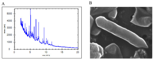 (A) MALDI-ToF reference spectrum obtained for SG502T. (B) Scanning electron micrograph of strain SG502T.
