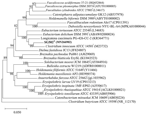 Neighbor Joining tree of 16S rRNA gene sequences of SG502T with related species under Erysipelotrichaceae family.