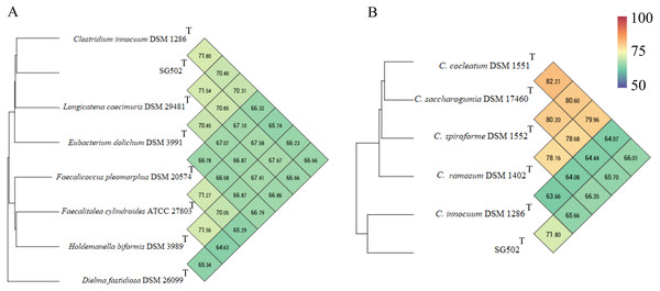 Genomic comparison of SG502Tgenome with its neighbors using OrthoANI in OAT software.