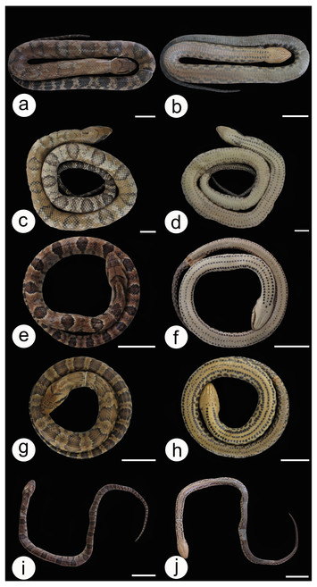 A morphological and molecular study of Hydrodynastes gigas (Serpentes ...