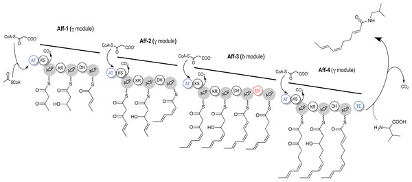 Proposed affinin acyl chain biosynthesis mediated by polyketide synthase (PKS).