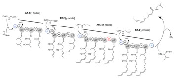 Global gene expression analyses of the alkamide-producing plant ...