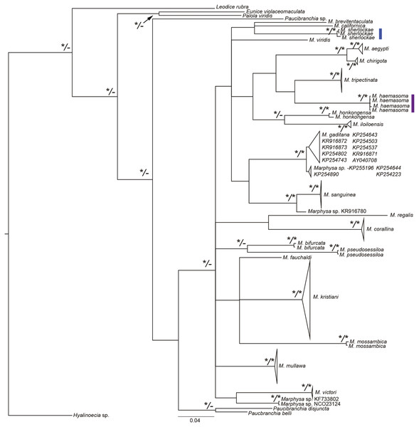 Bayesian phylogenetic tree based on the mitochondrial cytochrome c oxidase subunit 1 alignment of Marphysa spp.