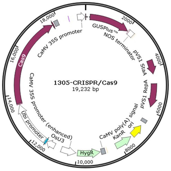 The plasmid map of 1305-CRISPR/Cas9.