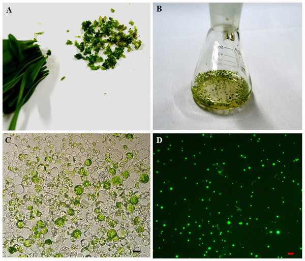 The sorghum protoplast isolation and transformation.