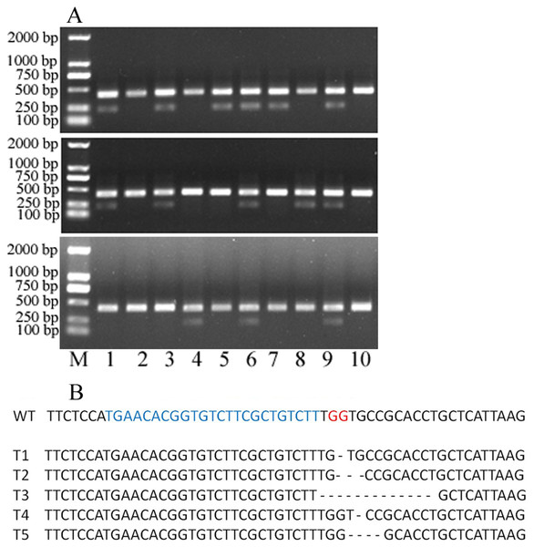 30 single protoplasts with T7E1 mismatch detection assay and sequencing results.