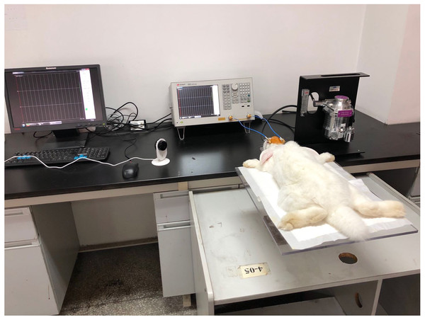24 h real-time continuous monitoring experiments in rabbits.