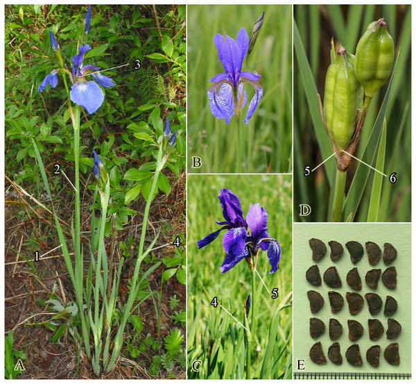 Photos of living plants of Iris sibirica.