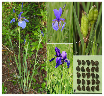 Iridaceae, Description, Major Genera and Species, & Facts