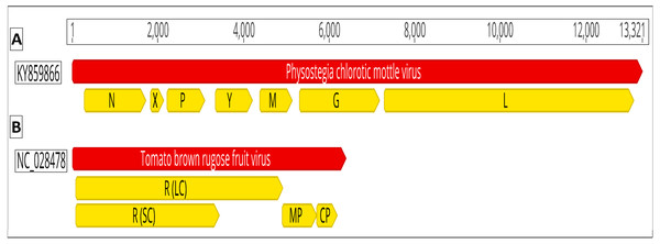 Genomic organization of (A) Physostegia chlorotic mottle virus (PhCMoV; KY859866) and (B) tomato brown rugose fruit virus (ToBRFV; NC_028478).