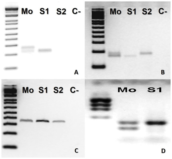 Bothrops atrox (ID# 933) PCR microsatellite bands in electrophoretic agarose gels.