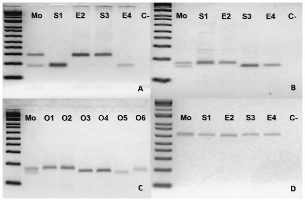 Bothrops moojeni (BUT86) PCR molecular marker bands in electrophoretic agarose gels.