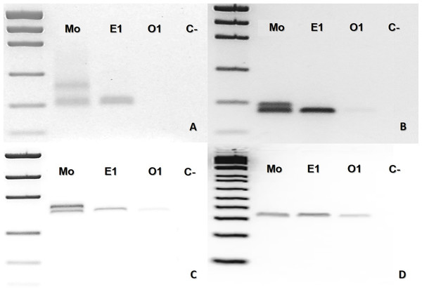 Bothrops leucurus (MJJS503) PCR molecular marker bands in electrophoretic agarose gels.