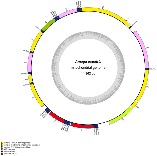 Amaga expatria, map of the mitochondrial genome.
