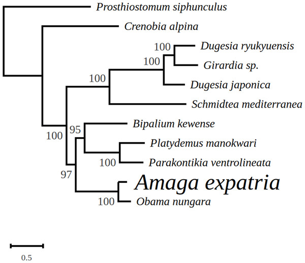 Maximum likelihood tree of mitogenome proteins.