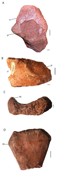 Pectoral elements and incomplete humerus of Heptasuchus clarki.