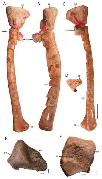 Pelvic elements of Heptasuchus clarki.