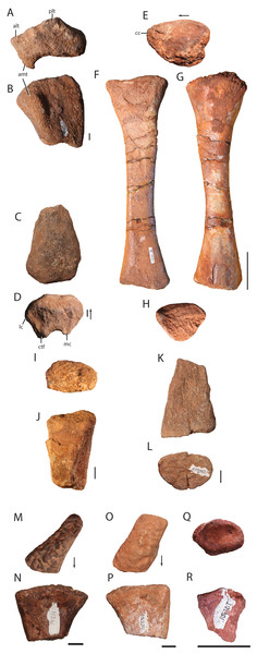 Hindlimb elements of Heptasuchus clarki.