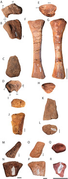 The osteology and phylogenetic position of the loricatan (Archosauria ...