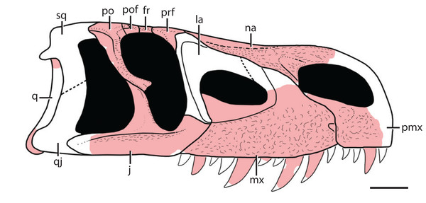 Reconstruction of the skull of Heptasuchus clarki in right lateral view illustrating the material recovered (light red) from the type locality.