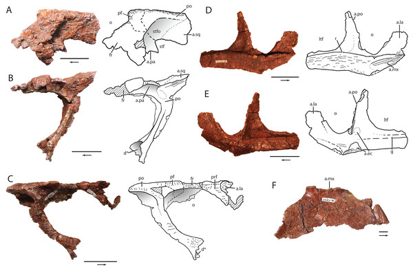 Skull elements of Heptasuchus clarki (UW 11562).