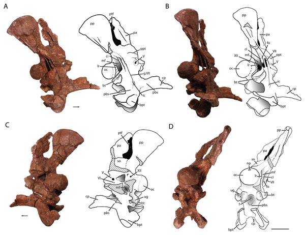The braincase of Heptasuchus clarki (UW 11562-H) in right lateral (A), posterolateral (B), medial (C) and posterior (D) views.