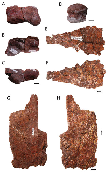 Fragmentary skull elements of Heptasuchus clarki.