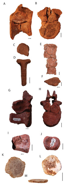 Axial elements of Heptasuchus clarki.