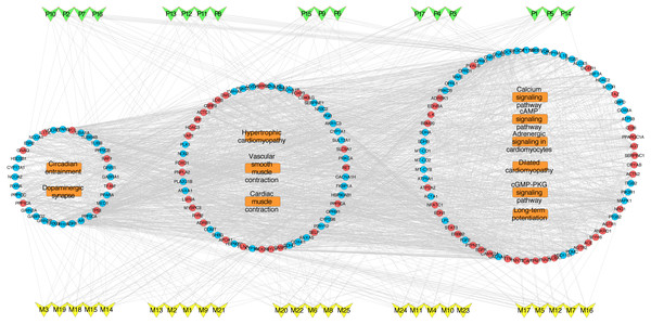 VB ingredients-major hubs-pathway network.