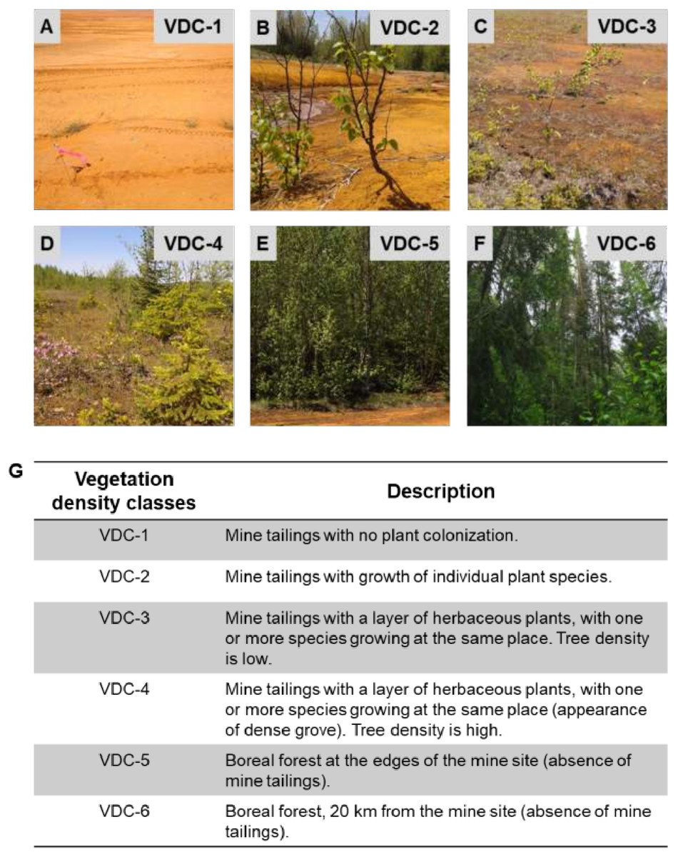 Vegetation drives the structure of active microbial communities on