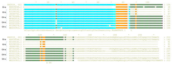 Sequence alignment of ORF3 of PEDV strains.