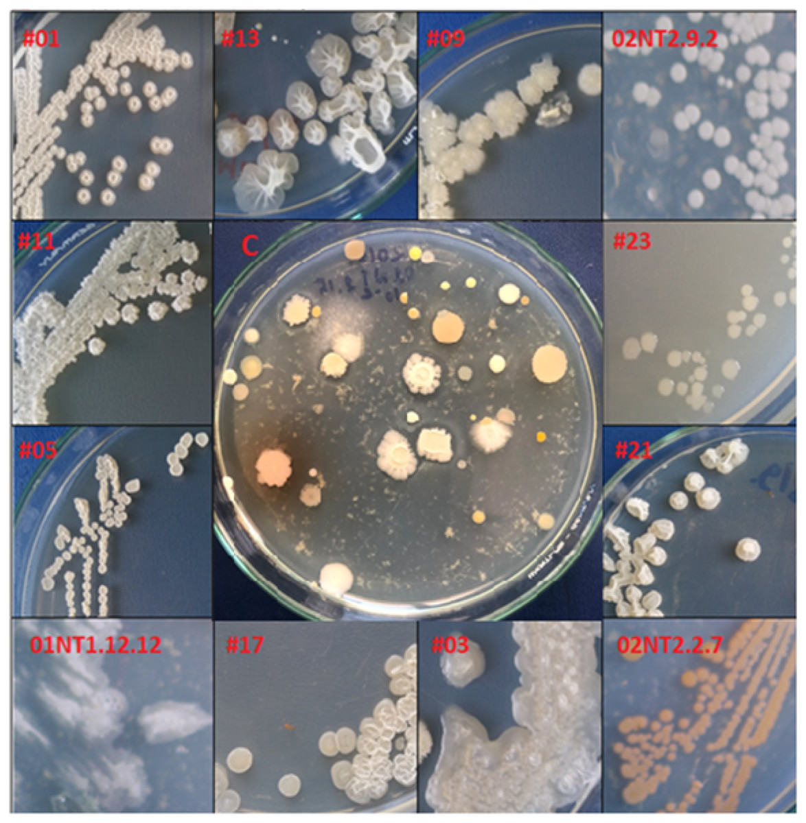 spore forming bacteria examples