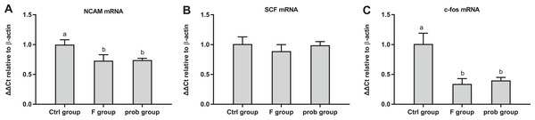 mRNA expressions of NCAM, SCF, and c-fos in the hippocampus.