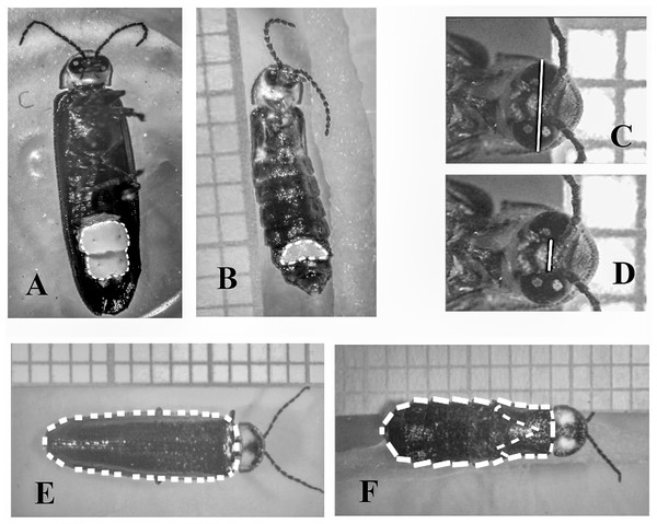 Measurements performed in males and females of Photinus palaciosi.