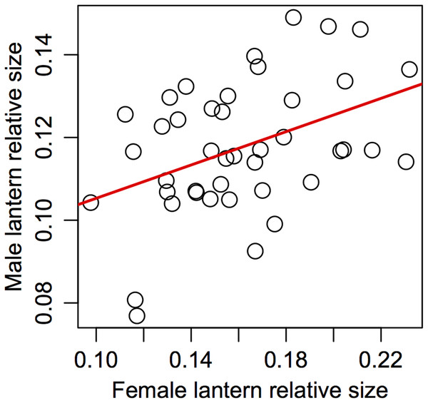 Assortative mating in relative lantern size in the synchronous firefly Photinus palaciosi.