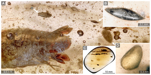 (A) Overview image depicting the relative position of the ostracods (white arrows); (B) Taxon B with numerous vesicles at or right above the lateral pore canals; (C) overview image of the amber piece. (D) Taxon C; asterisk: Taxon A.