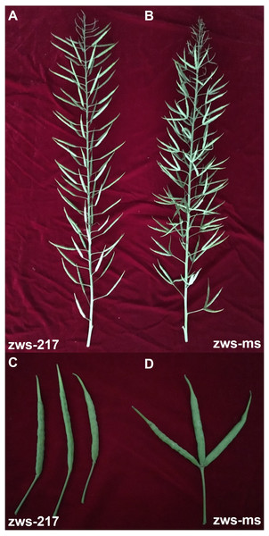 Multi-silique trait in zws-ms, compared with the single siliques of its near-isogenic line zws-217.