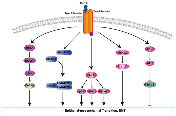 Signaling pathways of TGF-β-induced RPE cells EMT.
